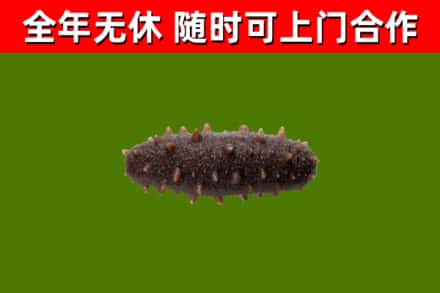 吉阳回收海参干